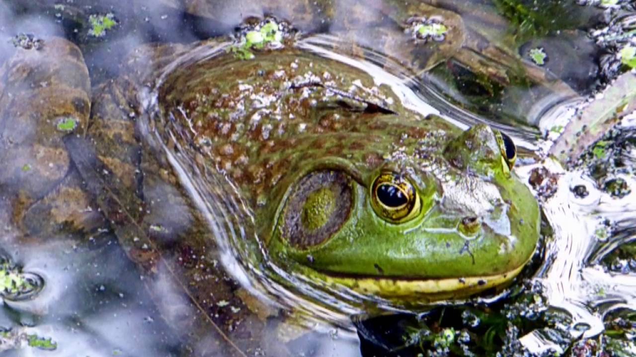 Frogs in the Monticello Trail pond 2016 September 24