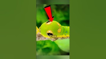 The Tiny Bug with a Big Secret! 🤫😱