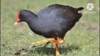 tiếng trích mốc