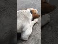 MY LOVELY DOG MY STREET DOG #shortvideo #cute #cuteanimal #dog #dogs #dogshorts #pet #pets #shorts
