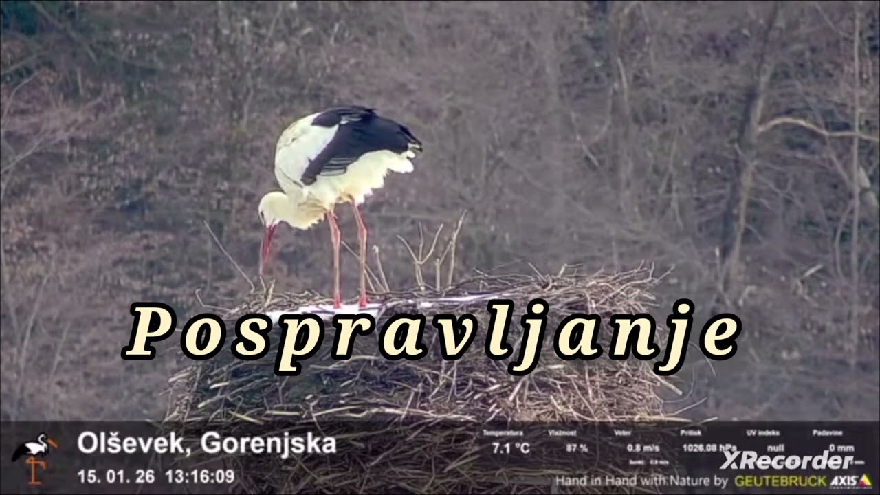 GOŚĆ W GNIEŹDZIE KRZYWODZIOBEGO 15.01.2026