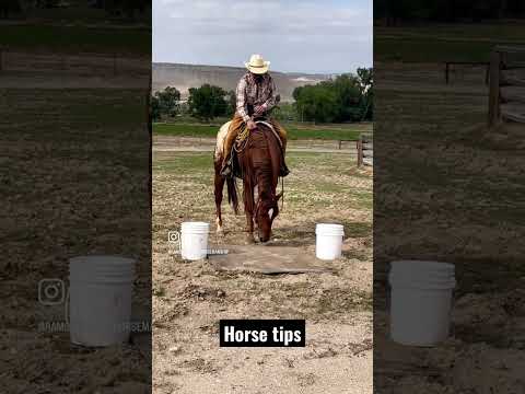 Horse Horsemanship Cowboy Horseriding Horselessons 