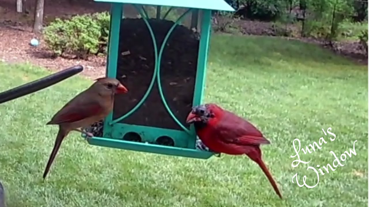 Northern Cardinal Pair Return to the Backyard Feeder