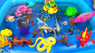 Động Vật Dễ Thương,Âm Thanh Động Vật,Cá Mập,Cá Heo,Cá Chép,Cá Koi,Cá Đuối,Bọ Ngựa,Chuồn Chuồn,Animas