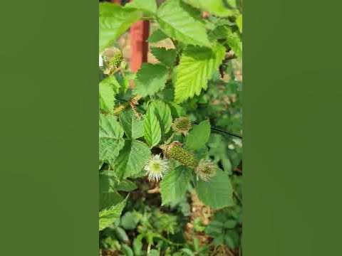 Ежевика Карака Блэк. Краснодарский край🌻🌻🌻 - YouTube