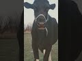 Beef, the tallest living steer at 1.95 metres (6 ft 5 in) 🐂