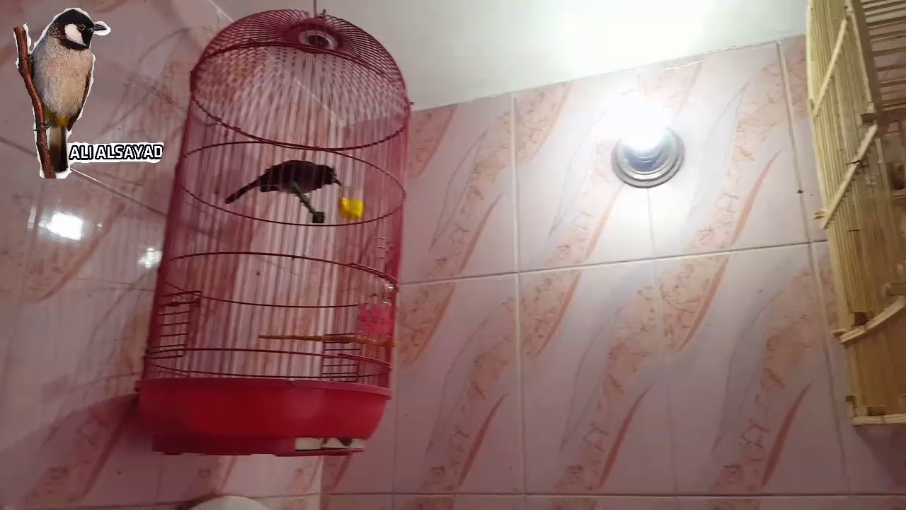 بلابل علاوي مقارنه بين البلبل العراقي والبلبل السوري أو اللبناني @ali