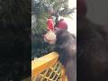 Ferret plays with ornament  #ferret  #pets #shorts