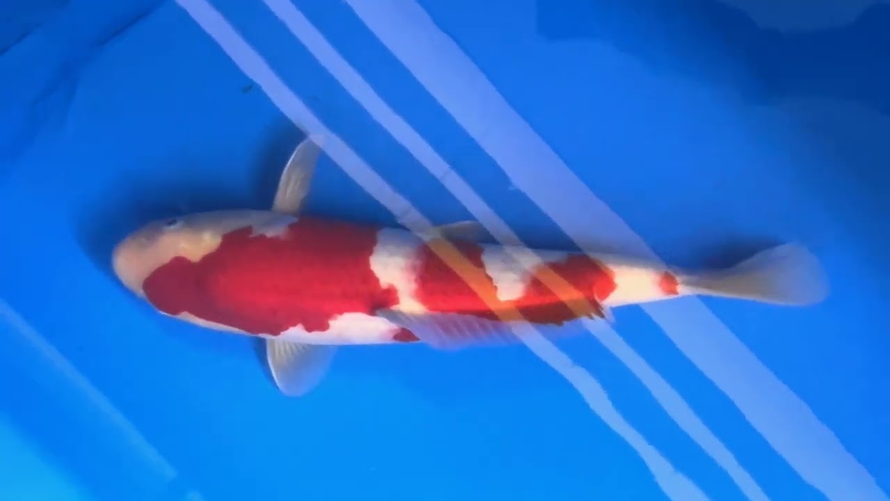 錦鯉【手取フィッシュランド】(株)阪井養魚場産 紅白 当歳 39㎝ 親鯉