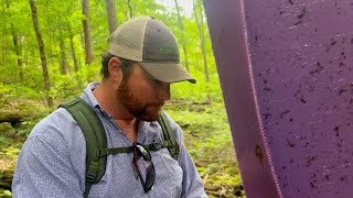 WASPS VS EMERALD ASH BORER