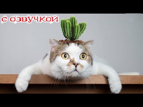 Приколы с котами! Смешные коты! - С ОЗВУЧКОЙ! СМЕШНЫЕ ЖИВОТНЫЕ! До слез!