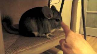Yips Meet a Chinchilla