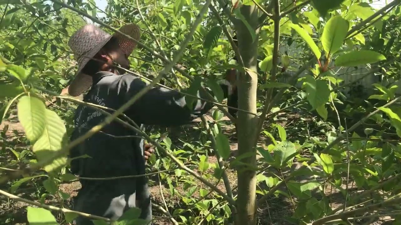 Southern Thailand Kratom Harvesting in the rural farms and backwoods of the country.