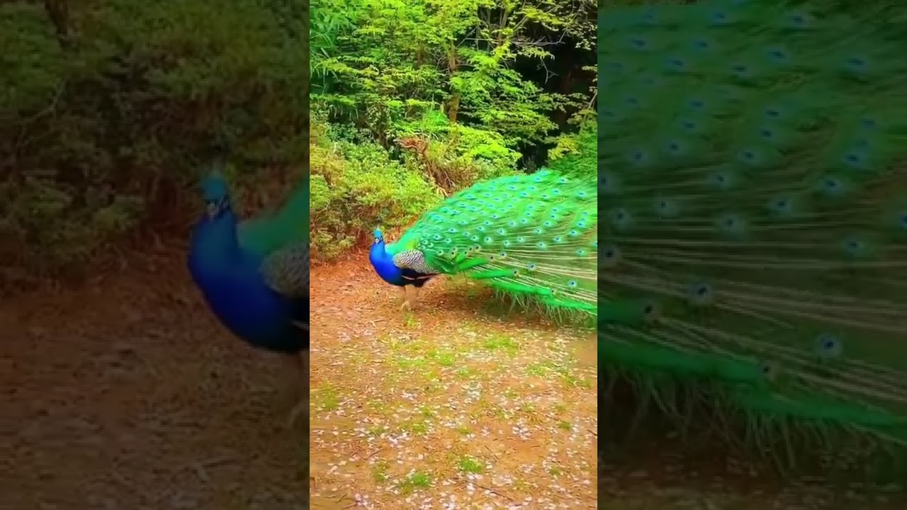 Beautiful Peacock Video For Kids