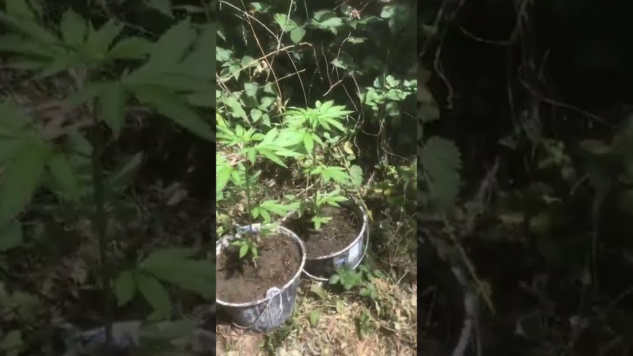 Big Bud ( Grow By Sensi Seed) - Extérieur Guerrilla (1 month)