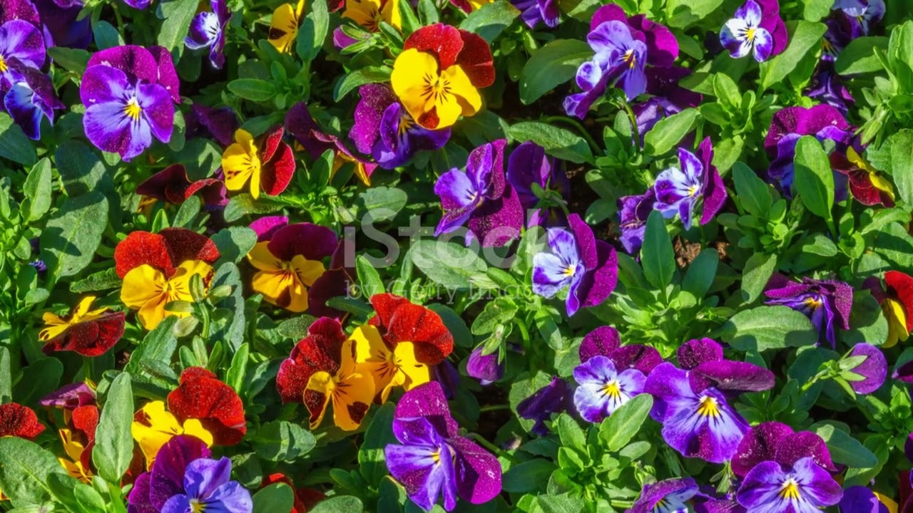 May Planting Guide : Flowers & Veggies for NZ Garden!