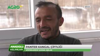 Anadolu Aslanları / Kangal Çiftliği - 3.Bölüm /AGRO TV