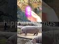 Animal Names for Kids to Learn at the Brook: Dog Rhino Hippo Llama Panda