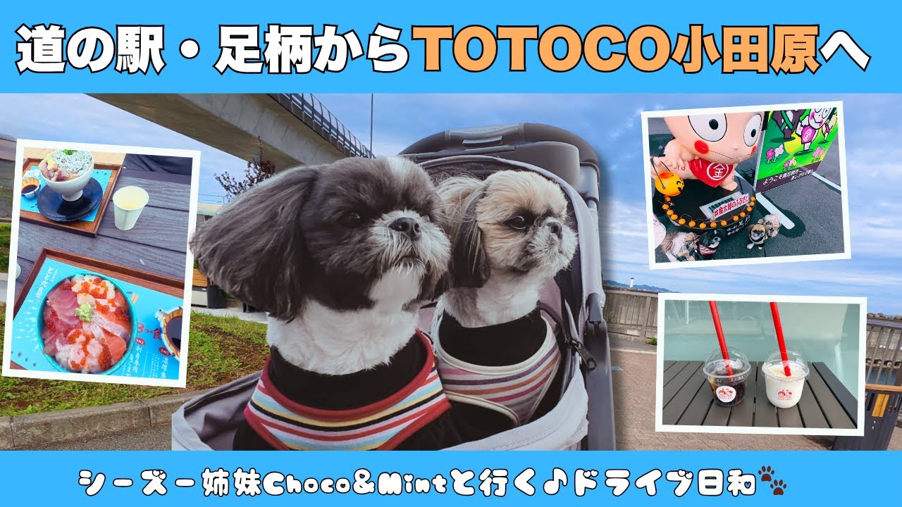 【犬連れランチ】道の駅足柄＆TOTOCO小田原で海鮮ランチと海さんぽ🐾チョコミントと行くのんびりドライブ旅