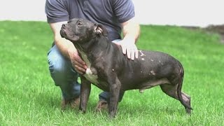 Three-Legged Pit Bull Saved From Michael Vick's Fighting Ring Gets Best Day Ever