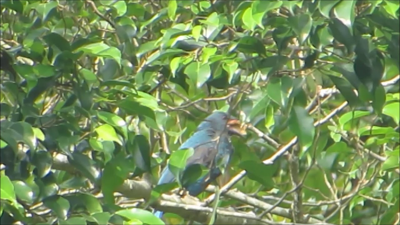 DFNP 23 May 2018 Asian Fairy Bluebird (female) 