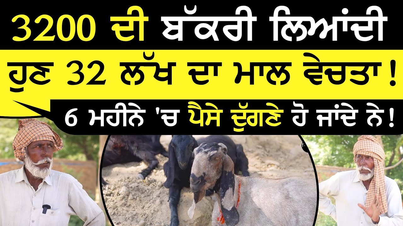 Goat farming - 3200 ਦੀ Bakri ਲਿਆਂਦੀ ਹੁਣ 32 ਲੱਖ ਦਾ ਮਾਲ ਵੇਚਤਾ ! | Bakri farming | Sirlekh