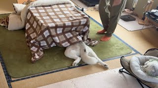 もうシベリアには帰れないハスキーはコタツを撤去しようとするとこうなる