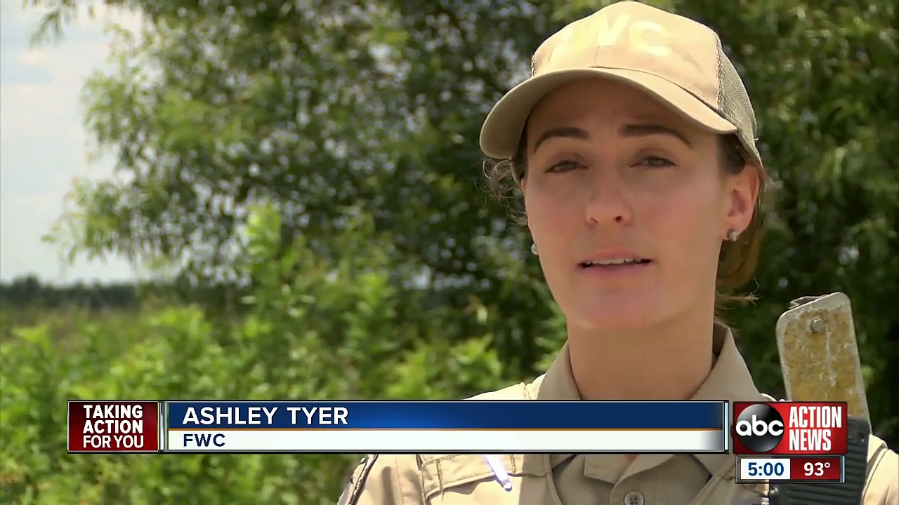 Polk sheriff investigating body found near alligator in Fort Meade canal