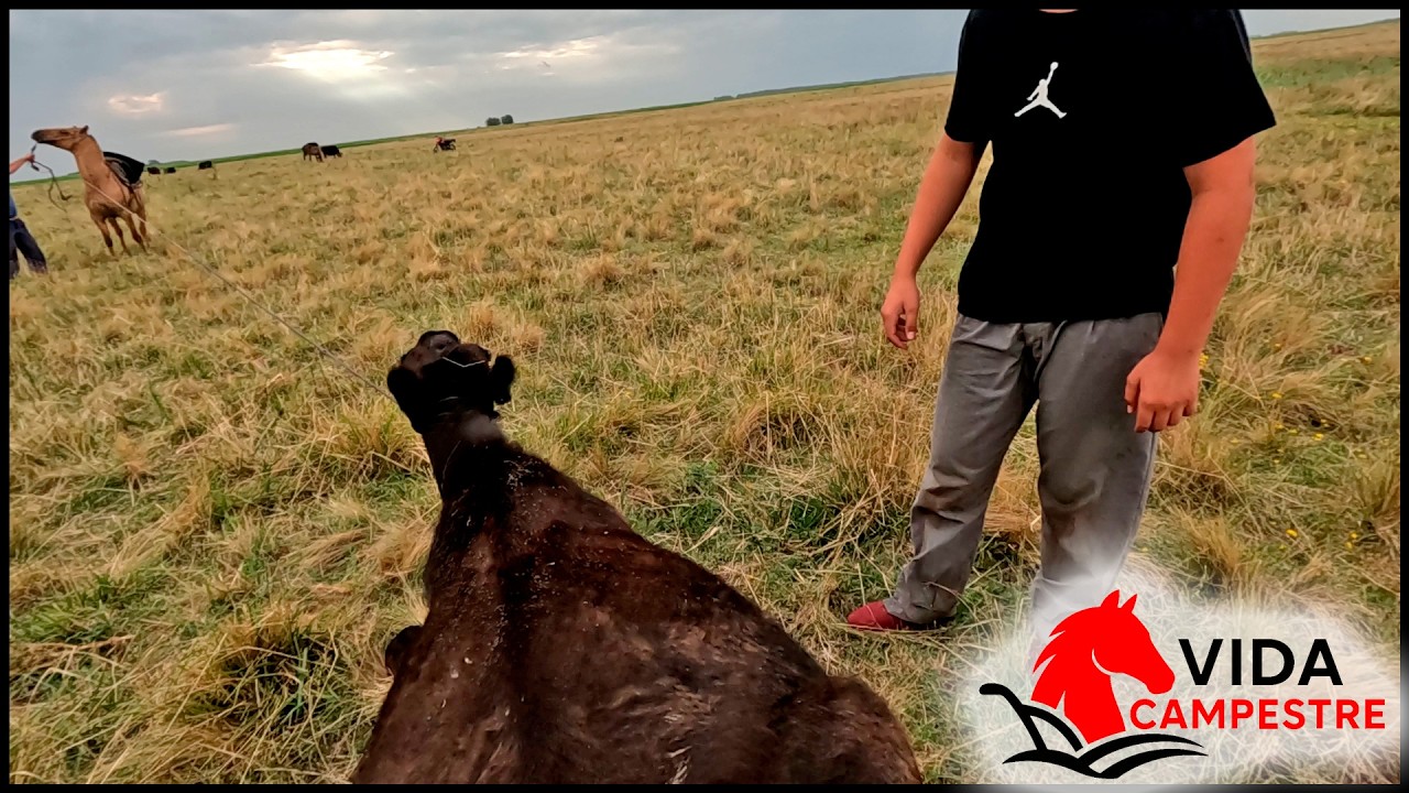 TRABAJOS CON ANIMALES A CAMPO, META LAZO NOMAS