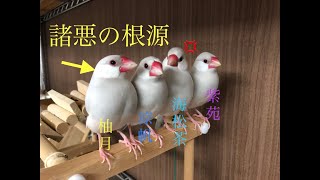 【シルバー文鳥】仲良し喧嘩そしてまったり Good friend?  quarrel?  And relax