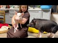 【ブタの多頭飼い】もう１匹お迎えしたら大嫉妬すぎて無理かもしれない・・・
