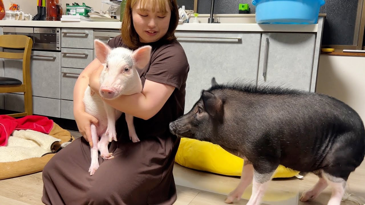 【ブタの多頭飼い】もう１匹お迎えしたら大嫉妬すぎて無理かもしれない・・・