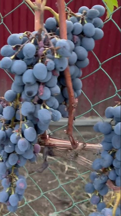 grapes 🍇 Виноград Кадрянка🍇 - YouTube