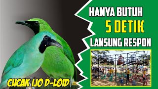 Download Mp3 merangsang cucak ijo yang malas bunyi Gudang lagu Download Mp3 merangsang cucak ijo yang malas bunyi
