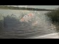 жизнь в аквариуме