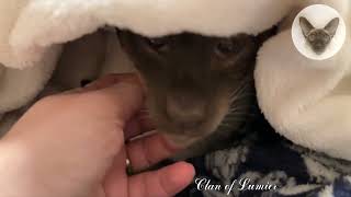 Sunday morning. Me and my cats 💖😍💖 cats sleeping | oriental cats | cat family 💖 by Clan of Lumier 255 views 2 weeks ago 1 minute, 4 seconds