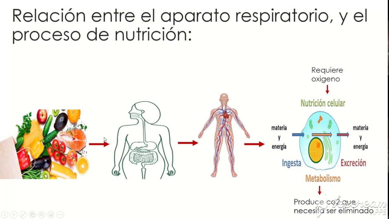 Como Se Relacionan Los Procesos De Nutricion Y Respiracion