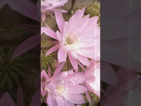 The flowering of cactus is abundant. #gardening #musicvideo #cactus #flowers #plants #サボテン #サボテンの花