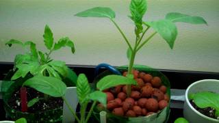 2 Liter Bottle Self Watering Experiment Update# 1 DIY