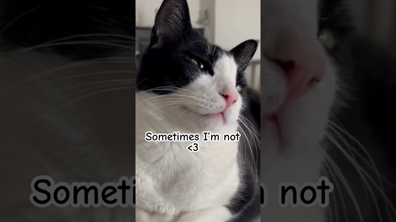 The cat national anthem 🥹 