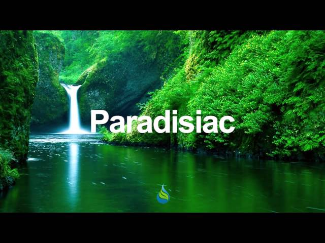 Paradise Island - Surfers