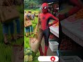 Evolution Of spiderman 🔥‼️Grandma Style 🔥Avengers Evolution