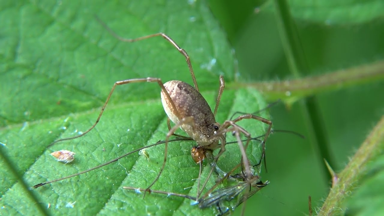 Voorjaarshooiwagen - Rilaena triangularis