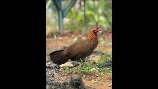 Suara pikat betina #pikatpenjelajahsumsel
