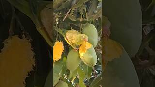 parrot🦜🦜#parrot #shorts #YouTubeshorts #viral #parrotsound