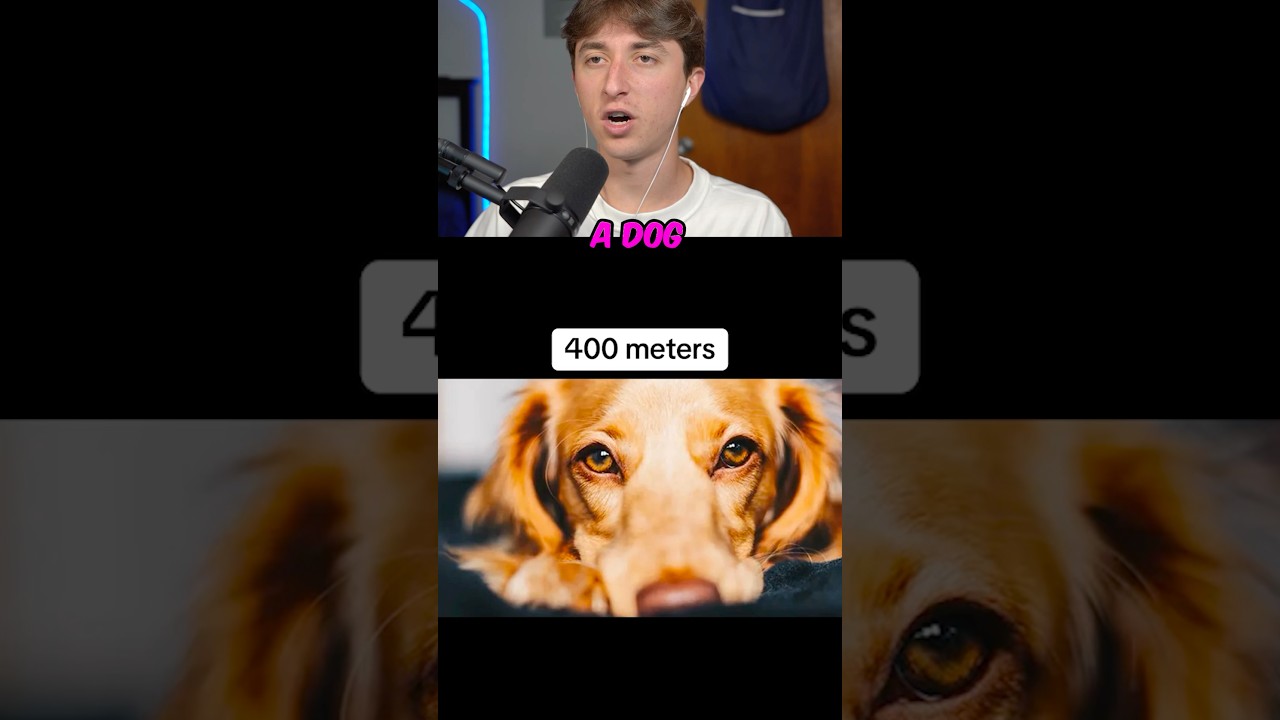 HOW FAR ANIMALS CAN SEE! 👀 #shorts