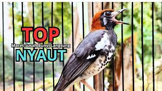 ANIS KEMBANG MANAPUN PASTI LANGSUNG NYAUT DENGAR PANCINGAN ANIS PUNGLOR INI, MASTERAN ANIS KEMBANG