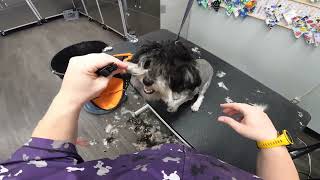 SEVERELY Matted Schnauzer CUT