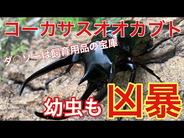 コーカサスオオカブト(餌交換） その芋虫、凶暴につき Three horned