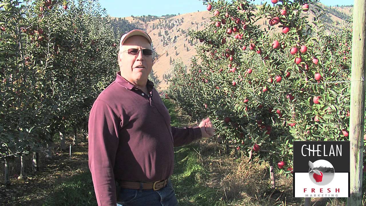 Braeburn Apple harvest in Washington State YouTube